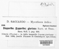 Diaporthe gloriosa image